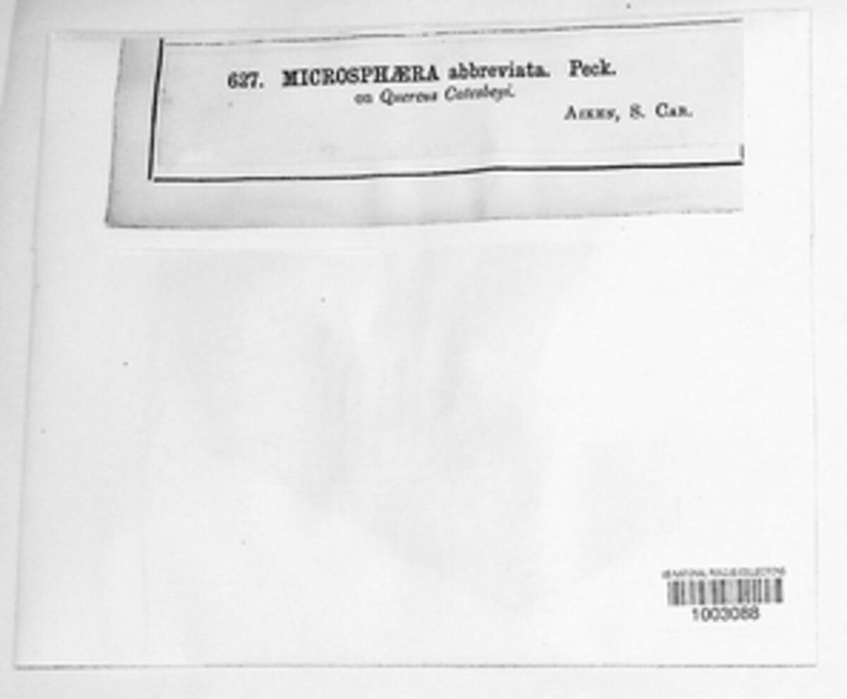 Erysiphe abbreviata image